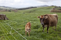 What Happens in the Stomach of Corn-fed Cows